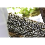 Bienen
