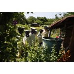 Bienen